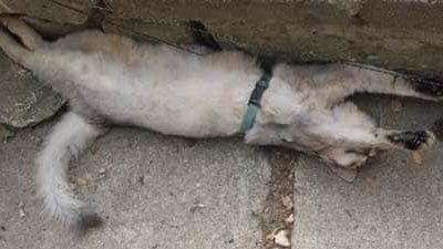 Tag dig dog sammen, mand!