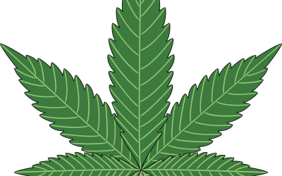 Cannabis får hjernen til at skrumpe